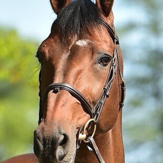 Finishing Touch Wareslage